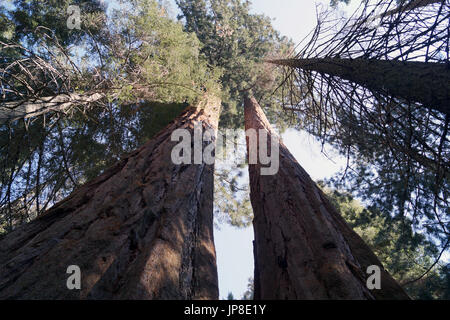 Looking up a redwood tree Stock Photo