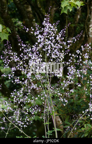 Infloresence of the Chinese meadow rue, Thalictrum delavayi, showing the airy mass of small mauve and white flowers. Stock Photo