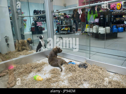 Puppies for sale at a pet store in a mall, northern NJ. Chocolate lab puppy in foreground Stock Photo