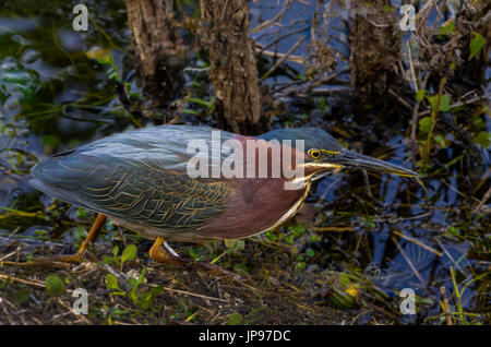 Green-backed Heron, Butorides virescens, Stock Photo