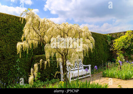 White flowering wisteria Alba entwined climber shrubs, growing as a tree in a garden. Stock Photo