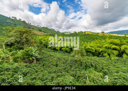 Landscape of a hills covered in coffee plants in the coffee triangle region of Colombia near Manizales Stock Photo