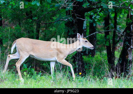 While-tailed, Odocoileus virginianus, deer foraging in Arrowhead State Park in Canadian, Oklahoma. Stock Photo