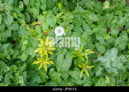 Bindweed - Calystegia sepium - smothering garden plants and shrubs including pieris Stock Photo