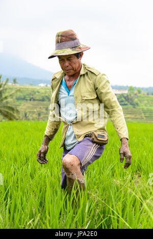 JATILUWIH, INDONESIA - SEPTEMBER 05, 2014: Indonesian farmer planting rice saplings in the rice terraces of Jatiluwih, Bali Stock Photo