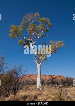 Ghost Gum Tree (Corymbia aperrerinja), Australia Stock Photo