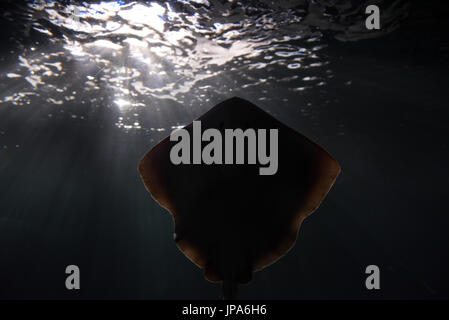 Madrid, Spain. 31st July, 2017. A common stingray at Madrid Aquarium. The common stingray (Dasyatis pastinaca), a species of stingray in the family Dasyatidae, is found throughout the Mediterranean and Black Seas. Credit: Jorge Sanz/Pacific Press/Alamy Live News Stock Photo