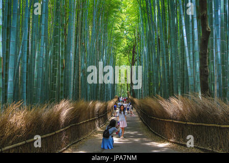 Japan, Kyoto City, Arashiyama Area, Bambu Wood Stock Photo