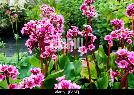 Pink Bergenia flowers close-up. Stock Photo