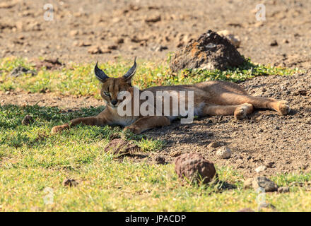 A Caracal resting on the ground in Ngorongoro Crater, Tanzania