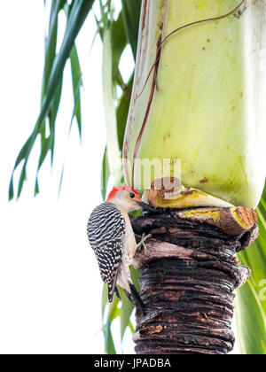 Red-bellied Woodpecker, Melanerpes carolinus, Stock Photo