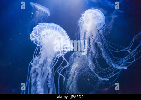 England, East Yorkshire, Kingston upon Hull, The Deep, Atlantic Sea Nettle Jellyfish Stock Photo