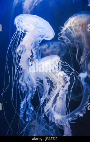 England, East Yorkshire, Kingston upon Hull, The Deep, Atlantic Sea Nettle Jellyfish Stock Photo