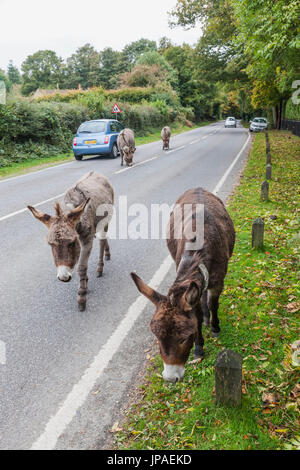 England, Hampshire, New Forest, Donkeys Walking on Road Stock Photo