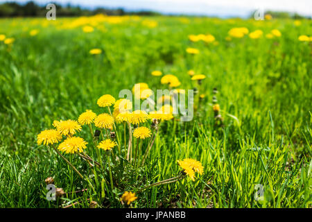 Group of yellow dandelion flowers in green grass in Quebec, Canada Charlevoix region Stock Photo