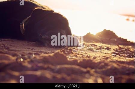 Old black dog sleeping on the beach Stock Photo