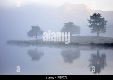 Three trees are reflected in the water of the Schmalensee (lake), while the fog admits a view at the mountains. Stock Photo