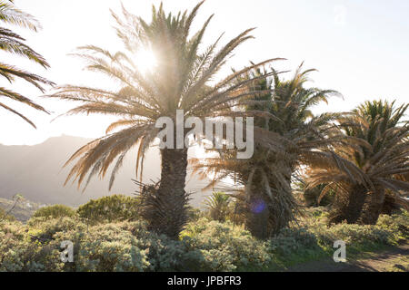 Sun shines between palm trees on La Gomera, Spain Stock Photo