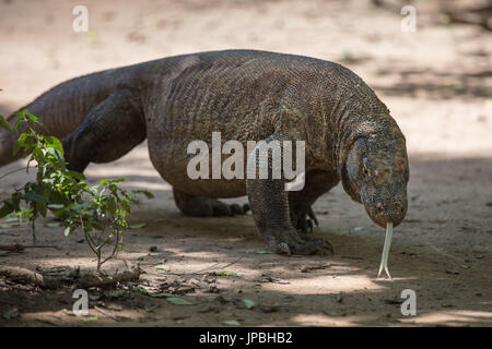 Portrait of a Komodo dragon, Komodo, wildlife, red list, UNESCO, world heritage, Indonesia Stock Photo
