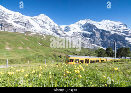 The Wengernalpbahn rack railway runs across meadows and snowy peaks Wengen Bernese Oberland canton of Bern Switzerland Europe Stock Photo