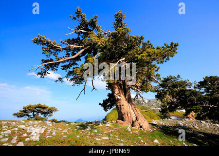 Bosnian Pine , Serra delle Ciavole, Pollino National Park, Viggianello village, Potenza district, Basilicata, Italy Stock Photo