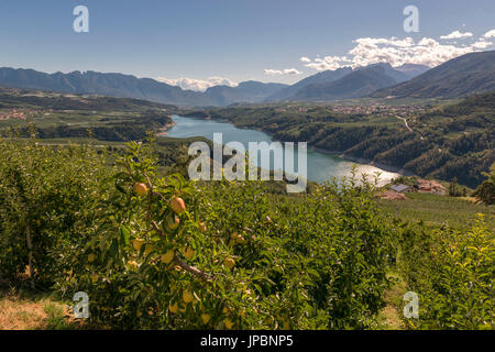 Europe, Italy, Trentino South Tyrol, Non Valley, apple at St. Giustina Lake. Stock Photo