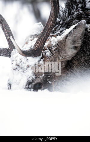 Sika deer in Shiretoko peninsula, Hokkaido, Japan Stock Photo