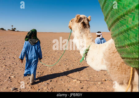 M'Hamid, Morocco. Tourist walking on the desert with camels and berber guides Stock Photo