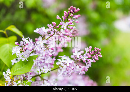 Macro closeup of purple lilac flowers with buds showing detail, texture and bokeh Stock Photo