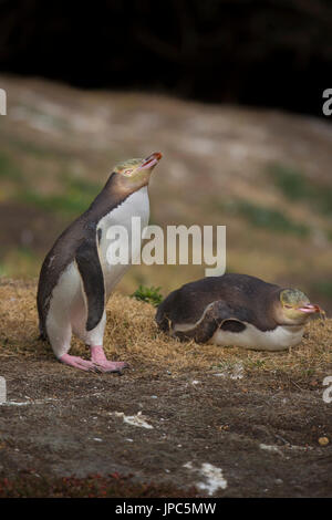 Endangered Yellow Eyed Penguins in South Island of New Zealand near Otago Peninsula Dunedin in Asia Pacific beside the sub antarctic ocean. Stock Photo