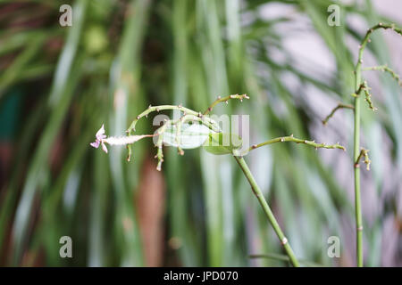 Cymbidium Orchid keiki Stock Photo