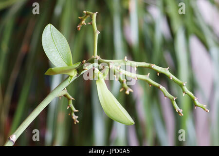 Cymbidium Orchid keiki Stock Photo