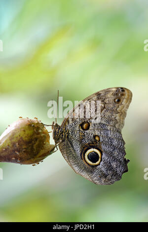 Giant owl butterfly - Caligo eurilochus Stock Photo