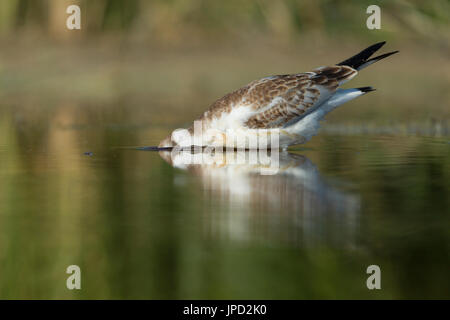 Black-headed gull Chroicocephalus ridibundus, juvenile, bathing in shallow lagoon, Tiszaalp��r, Hungary in July. Stock Photo