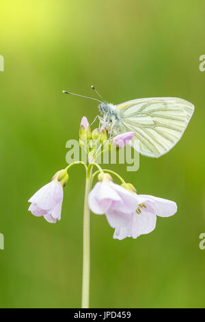 Closeup of a green-veined white (Pieris napi) butterfly resting and feeding nectar from cuckooflower (Cardamine pratensis) in a green meadow during Sp Stock Photo