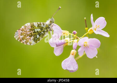 Closeup of a Male Orange tip (anthocharis cardamines) resting and feeding nectar from cuckooflower (Cardamine pratensis) in a green meadow during Spri Stock Photo