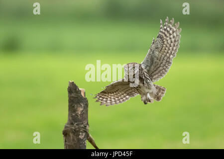 Little owl, Athene noctua, bird of prey in flight with spread wings while hunting above farmland. Taken just before landing. Stock Photo