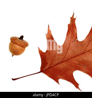 Part of autumn dried leaf of oak and acorn. Isolated on white background. Stock Photo