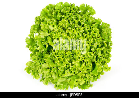 Batavia lettuce front view. Also French or summer crisp. Fresh bright green salad head with crinkled leaves and a wavy leaf margin. Lactuca sativa. Stock Photo