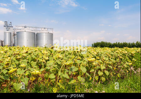 Field of sunflowers ready for harvest, agricultural silos and blue sky with clouds. Stock Photo