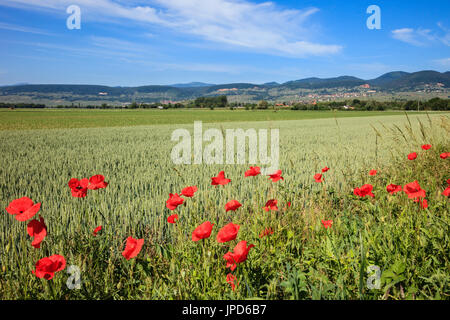 Agricultural landscape with red Poppies in farm field in foreground in summer. Herrisham-pres-Colmar, Alsace, France, Europe Stock Photo