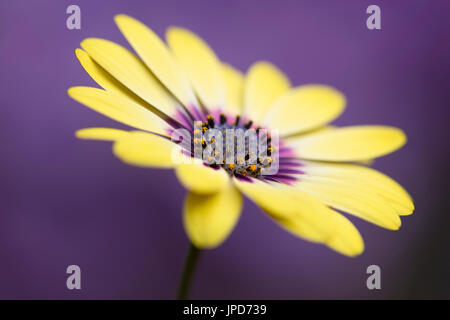 Osteospermum Serenity Blue Eyed Beauty Stock Photo