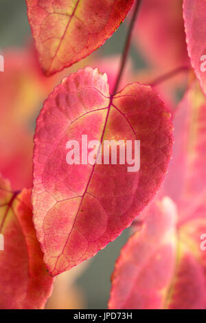 Cercidiphyllum japonicum - katsura tree leaves showing autumn colour. Stock Photo