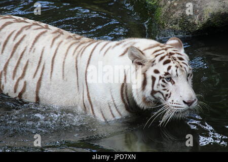 White Tiger walking in river Stock Photo
