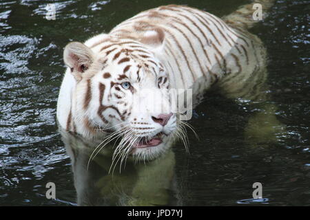 White Tiger walking in river Stock Photo