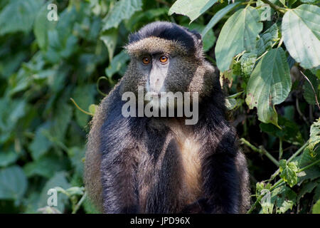 Golden monkey closeup in Volcanoes National Park, Rwanda. Stock Photo