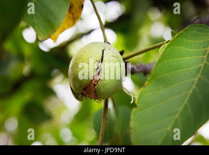 Ripe Nut In Green Hull On A Walnut Tree, Autumn Harvest Stock Photo