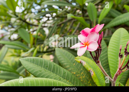 Plumeria frangipani pink flowers in Martinique Stock Photo