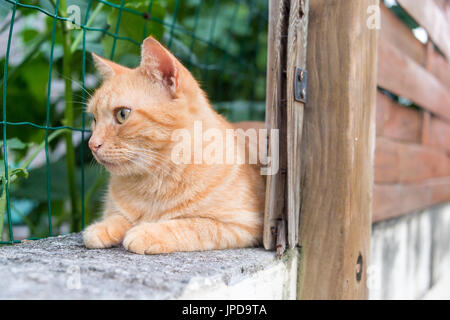 Domestic ginger cat resting behind a fence Stock Photo