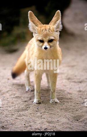 fennec-fennec-fox-vulpes-zerda